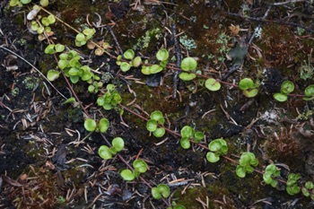 Lingonberry • Vaccinium vitas idaea