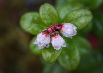 Lingonberry • Vaccinium vitas idaea Lingonberry • Vaccinium vitas idaea