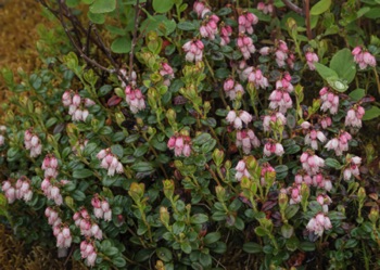 Lingonberry • Vaccinium vitas idaea Lingonberry • Vaccinium vitas idaea