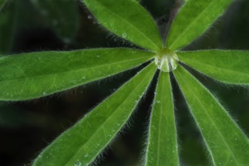 Lupine Leaf • Lupinus sp. Lupine Leaf • Lupinus sp.
