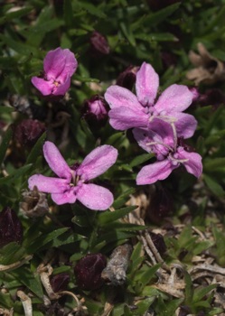 Moss Campion • Silene acaulis Moss Campion • Silene acaulis