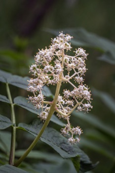 False Lily of the Valley • Maianthemum dilatatum False Lily of the Valley • Maianthemum dilatatum