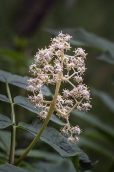 False Lily of the Valley • Maianthemum dilatatum