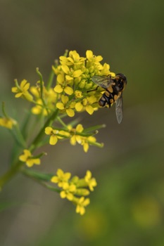 Mustard Mustard