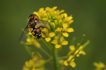 Mustard Mustard