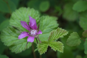 Nagoonberry • Rubus arcticus