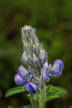 Nootka Lupine • Lupinus nootkatensis Nootka Lupine • Lupinus nootkatensis