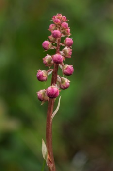 Pink Pyrola • Pyrola asarifolia