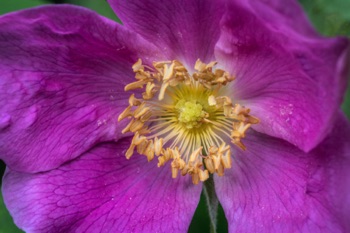 Prickly Rose • Rosa acicularis