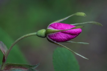 Prickly Rose • Rosa acicularis Prickly Rose • Rosa acicularis