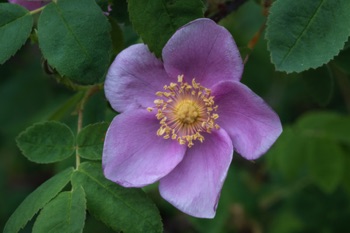 Prickly Rose • Rosa acicularis