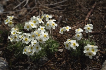 Rock Jasmine • Androsace sp. Rock Jasmine • Androsace sp.