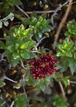 Rose Root •Sedum rosea Rose Root •Sedum rosea