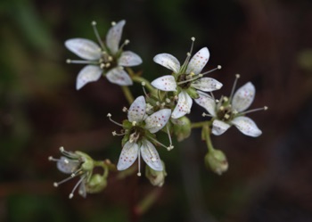 Spotted Saxifrage • Saxifraga bronchialis