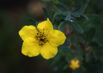 Shrubby Cinquefoil • Potentilla fruiticosa