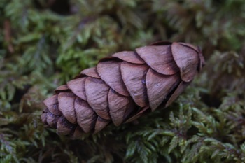 Spruce Cone Spruce Cone