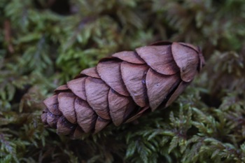 Spruce Cone