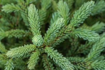 Spruce Seedlings