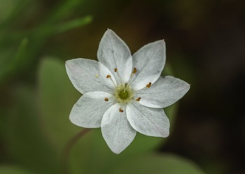 Starflower • Trientalis europa ssp arctica Starflower • Trientalis europa ssp arctica