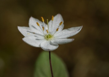 Starflower • Trientalis europa ssp arctica Starflower • Trientalis europa ssp arctica
