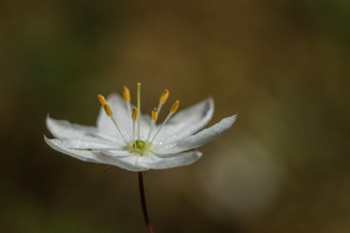 Starflower • Trientalis europa ssp arctica