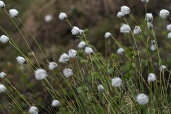 Tall Cotton Grass • Eriophorum angustifolium Tall Cotton Grass • Eriophorum angustifolium