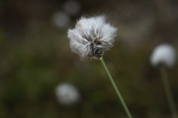 Tall Cotton Grass • Eriophorum angustifolium Tall Cotton Grass • Eriophorum angustifolium