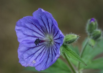 Wild Geranium • Geranium erianthum