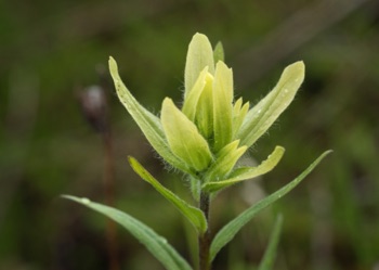 Alaska Coastal Paintbrush • Castilleja unalaschensis Alaska Coastal Paintbrush • Castilleja unalaschensis