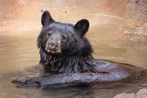 *Black Bear