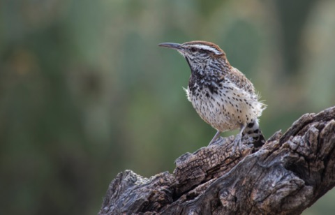 Cactus Wren