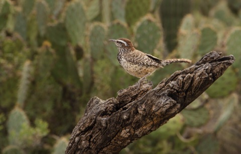 Cactus Wren