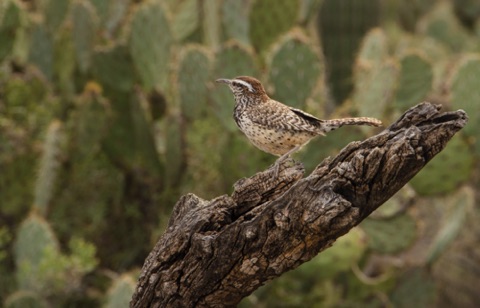 Cactus Wren