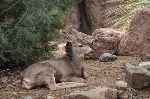 Mule Deer