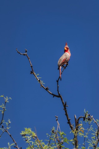 Desert Cardinal