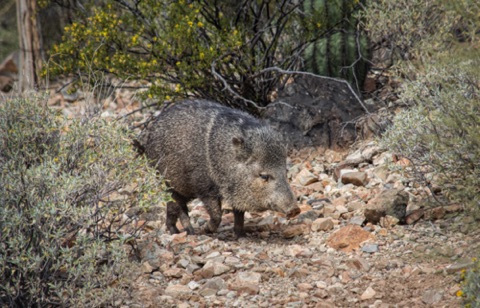 *Javelina