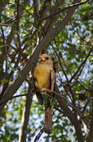 Northern Cardinal Female