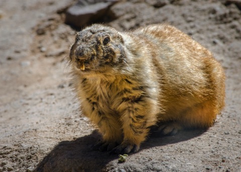 *Prairie Dog