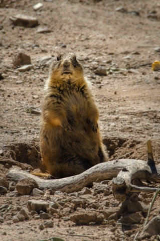 *Prairie Dog