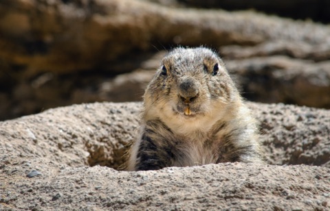 *Prairie Dog