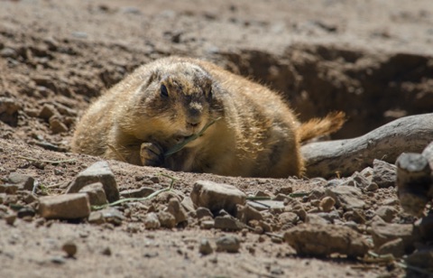 *Prairie Dog