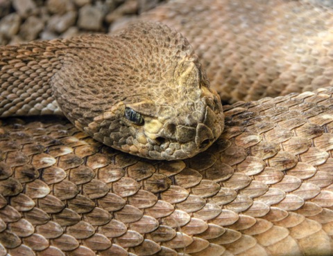 *Rattlesnake