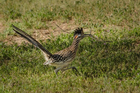 Road Runner