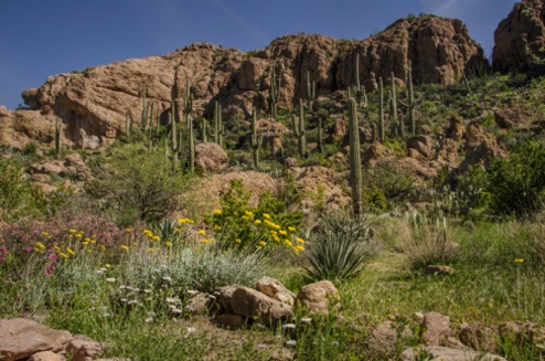 Boyce Thompson  Arboretum