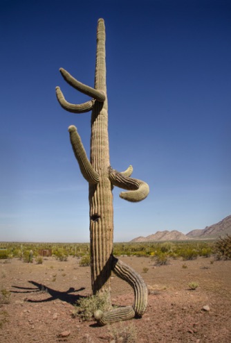 Picacho Peak State Park