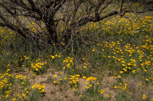 Mexican Gold Poppies