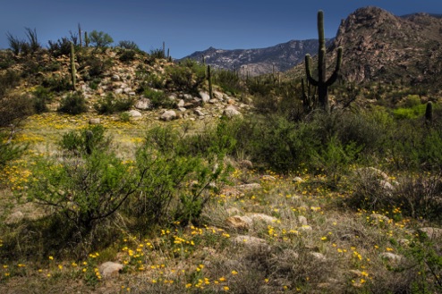 Catalina State Park