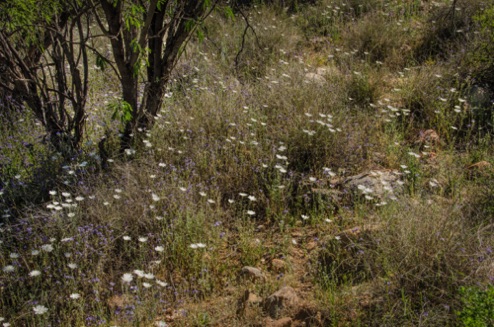 Desert Chicory and Phacelias