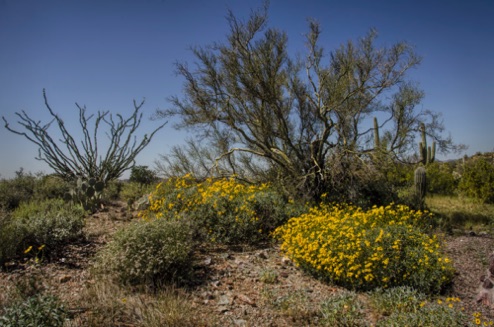 Palo Verde, Ocotillo, and Brittlebush