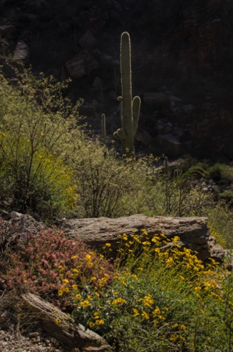 Sabino Canyon